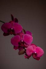 IMG_1114.jpg