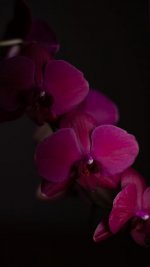 IMG_1115.jpg