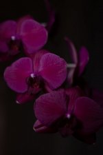 IMG_1117.jpg