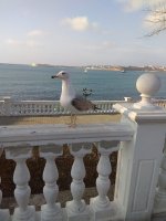 IMG_20210305_162514.jpg