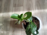 IMG_20210308_161043.jpg