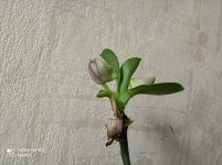 IMG_20210308_161111.jpg