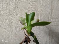 IMG_20210308_161135.jpg
