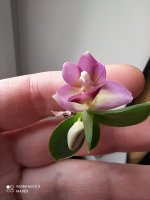 IMG_20210310_101209.jpg