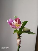 IMG_20210310_101243.jpg