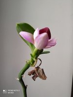IMG_20210310_101254.jpg