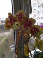 IMG_20210306_105950.jpg