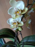 IMG_20210310_162417.jpg