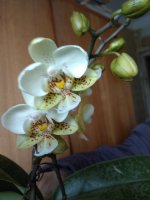IMG_20210310_162434.jpg