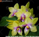 Nobby-Green-Eagle-“Nobby”-x-Zheng-Min-Muscadine.jpg