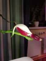 IMG_20210317_022226.jpg