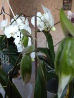 IMG_20210317_080542.jpg