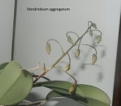 DSCN7966.JPG