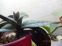 DSCN7969.JPG