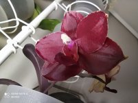 IMG_20210317_212851.jpg