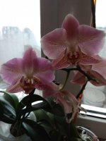 IMG_20210317_134958.jpg