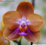 image-0001ex-mituo-sun-queen1.jpg