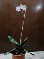 IMG_20210318_194126.jpg