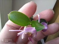 IMG_20210319_101100.jpg