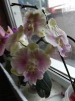 IMG_20210317_134930.jpg