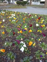 IMG_20210319_155902.jpg