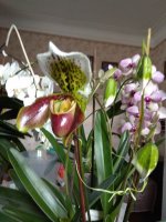 IMG_20210320_083905.jpg