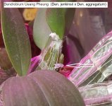 DSCN7971.JPG