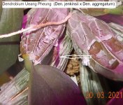 DSCN7973.JPG