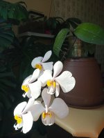 IMG_20210320_155202.jpg