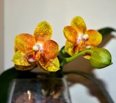 DSC_0804.jpg