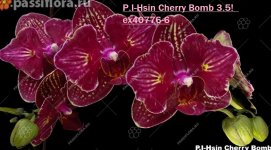I hsin cherry_bomb .jpg