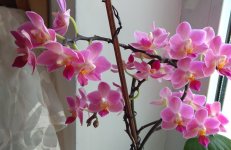 IMG_20210320_165723.jpg