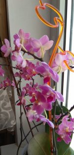 IMG_20210320_165826.jpg