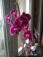 IMG_20210320_164943.jpg