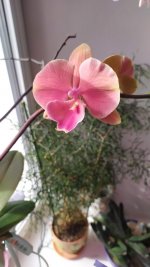 IMG_20210321_134059.jpg