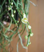 IMG_20210321_170107_645.jpg