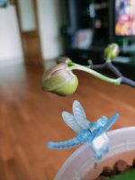 IMG20210321171116.jpg