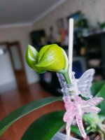 IMG20210321171318.jpg