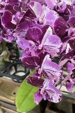 9F17F001-DE70-41F5-839A-81E6454D4415.jpeg