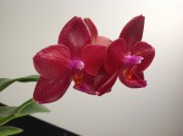 IMG_7051.JPG