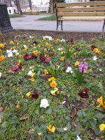 IMG_20210323_104343.jpg