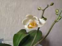 IMG_20210324_091655.jpg
