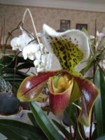 IMG_20210325_082336.jpg