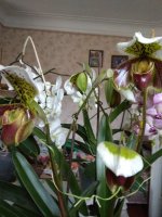 IMG_20210325_082352.jpg