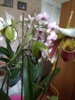 IMG_20210325_082432.jpg