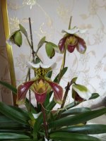 IMG_20210325_094345.jpg