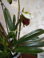 IMG_20210325_094352.jpg