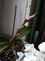 IMG_20210325_135245.jpg