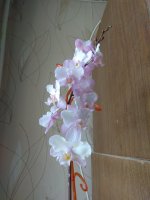 IMG_20200620_125316.jpg