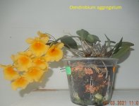 DSCN7992.JPG